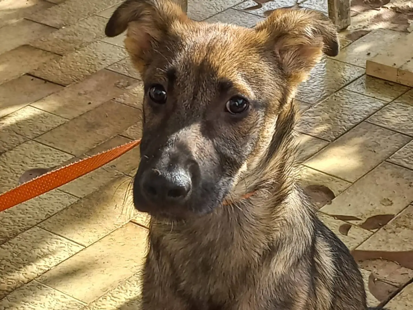 Adozione cane, maschio, Razza sconosciuta Razza sconosciuta, 1 anno e 6 mesi, taglia media, Avellino