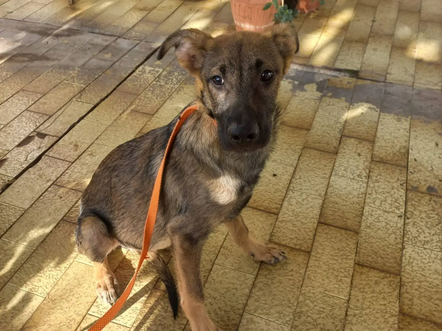 Adotta un cane, maschio, 1 anno e 6 mesi, Avellino