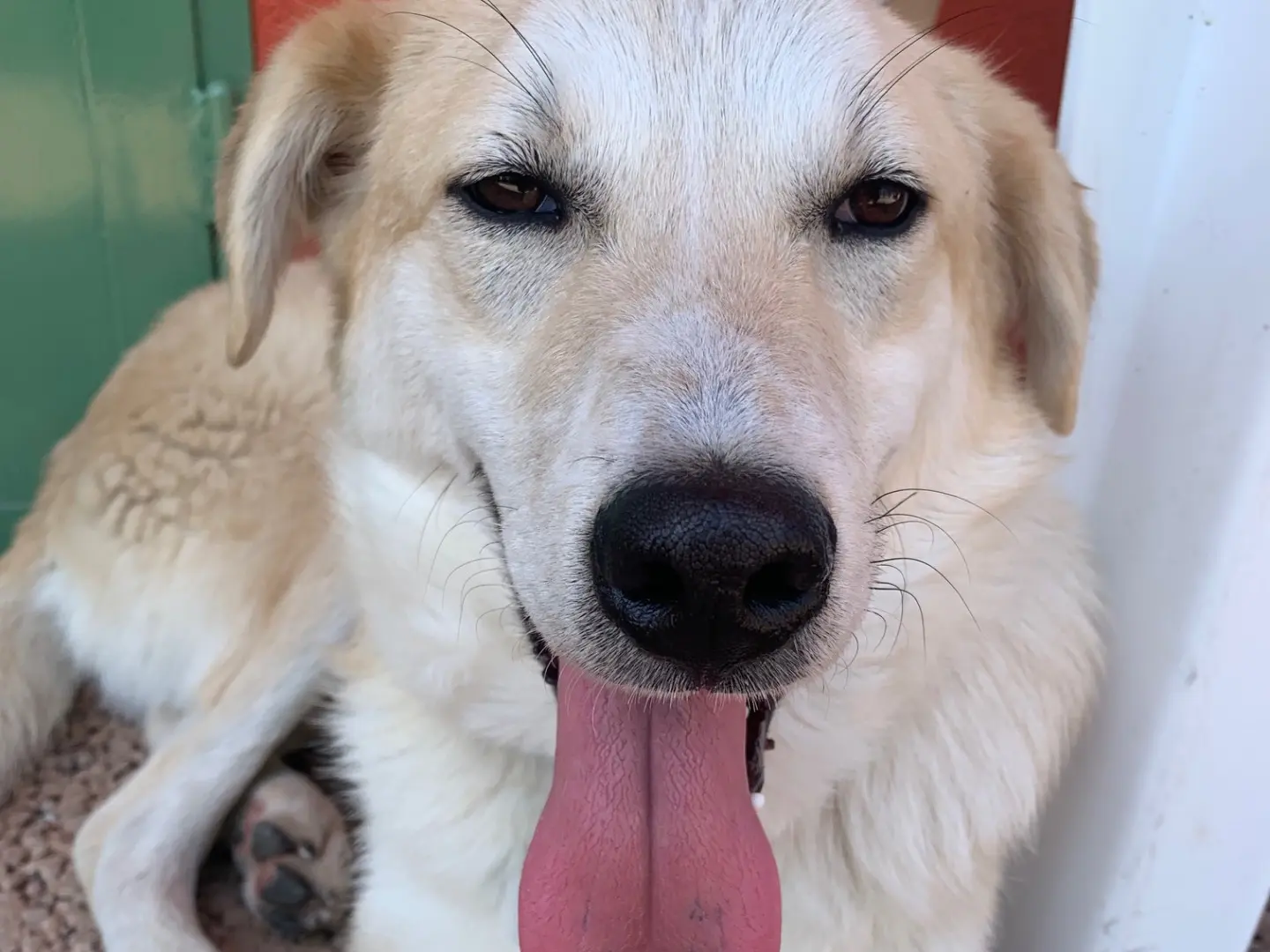 Adotta il cane Adam a Milano