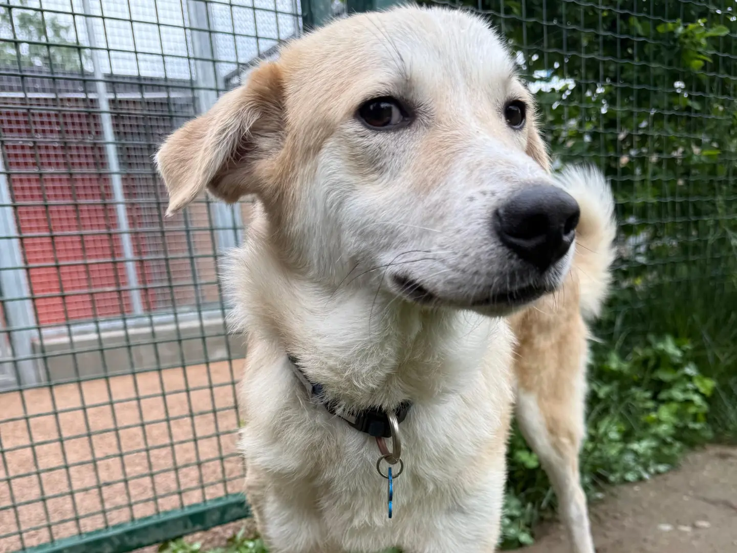 Vuoi adottare un cane a Milano?