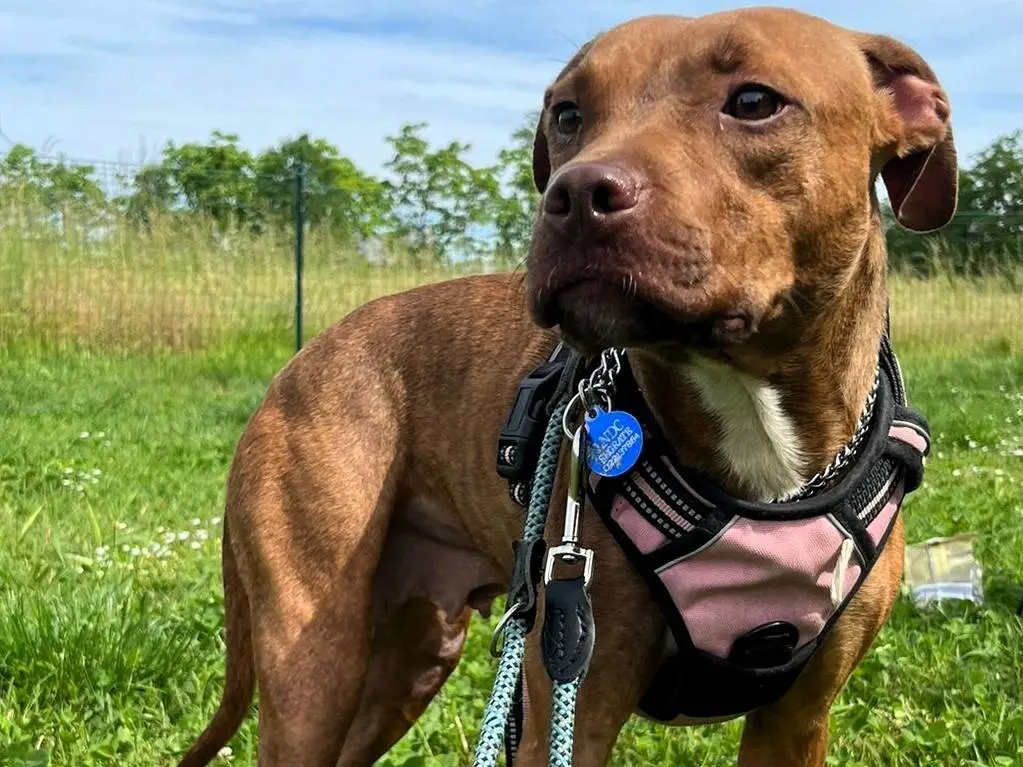 Adotta un cane, femmina, 1 anno e 11 mesi, Milano