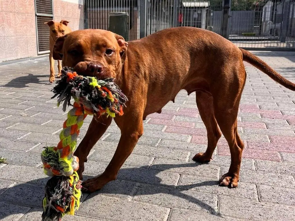 Adotta il cane ALMA a Milano
