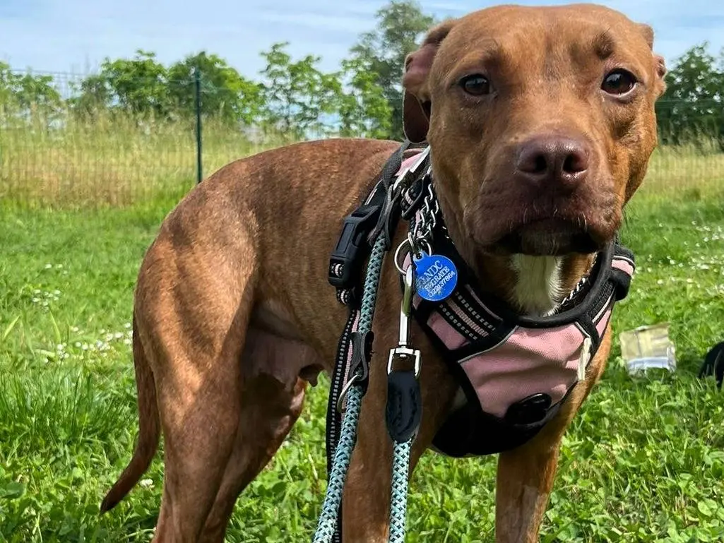 Adozione cane, femmina, Razza sconosciuta Razza sconosciuta, 1 anno e 11 mesi, taglia media, Milano