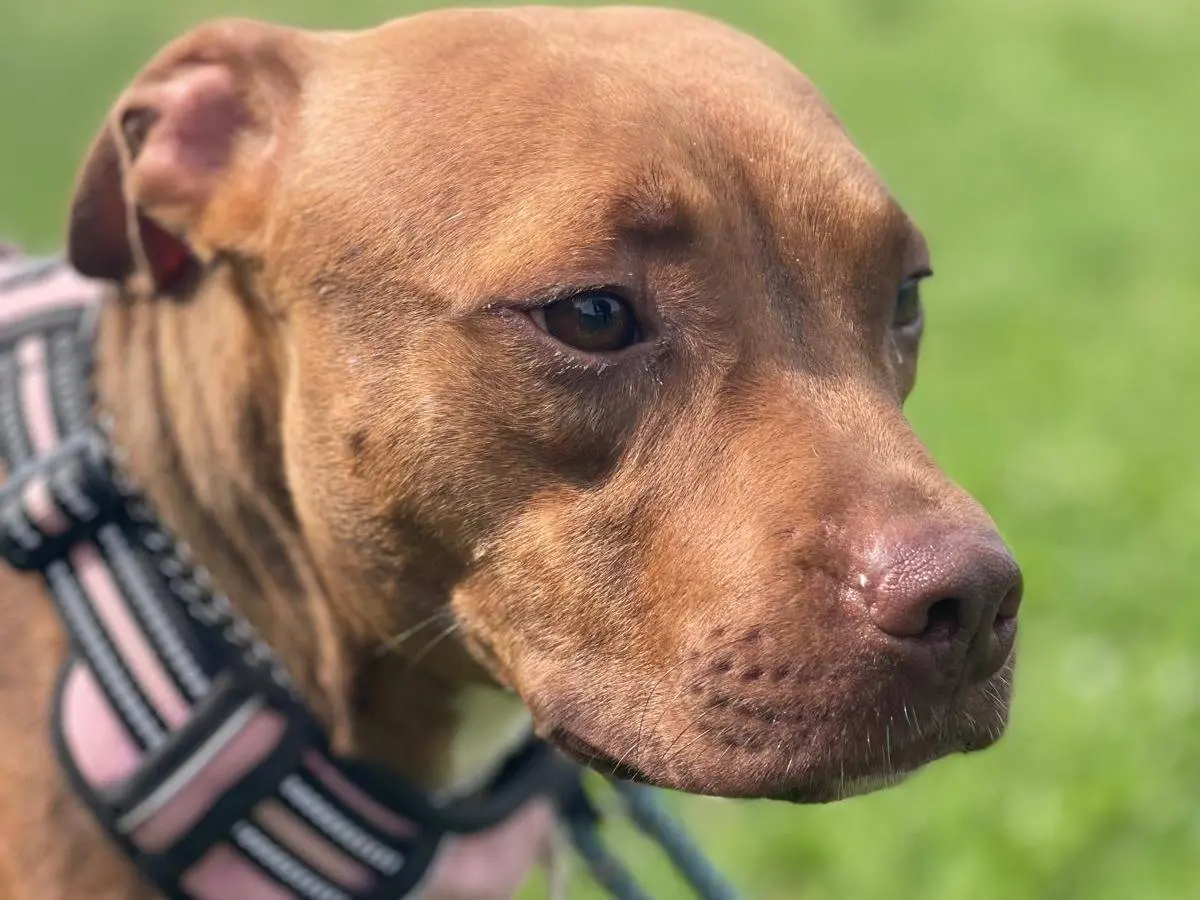 Adotta un cane, taglia media, femmina, Milano