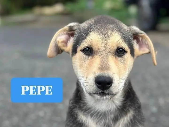 Adozione cane, maschio, Razza sconosciuta Razza sconosciuta, 11 mesi, taglia media, Siracusa
