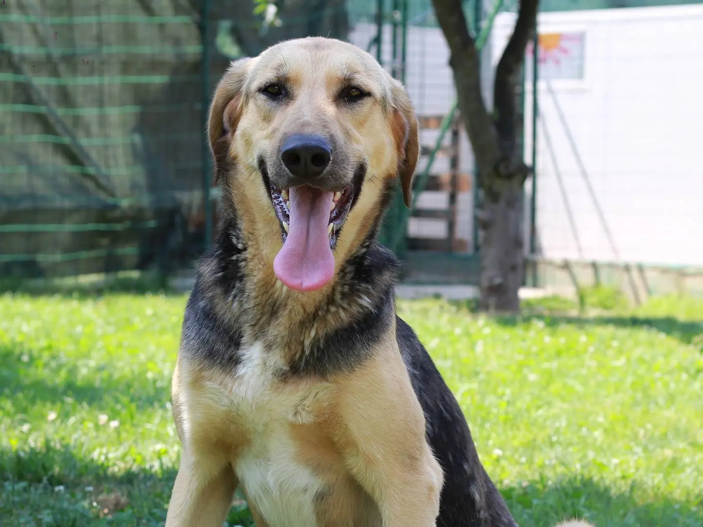 Adozione cane, maschio, Razza sconosciuta Razza sconosciuta, 1 anno e 6 mesi, taglia grande, Lecco