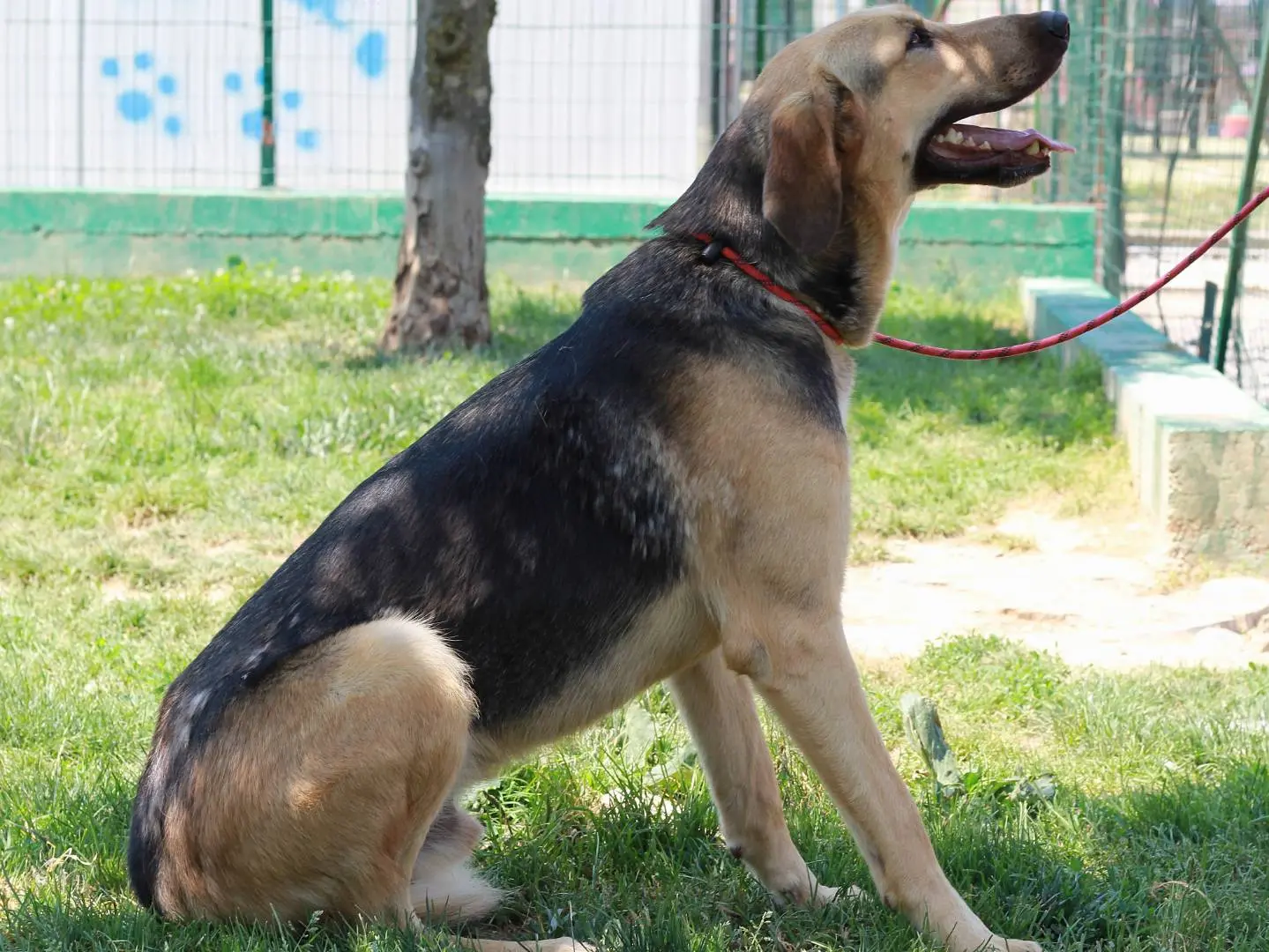 Adotta un cane, taglia grande, maschio, Lecco
