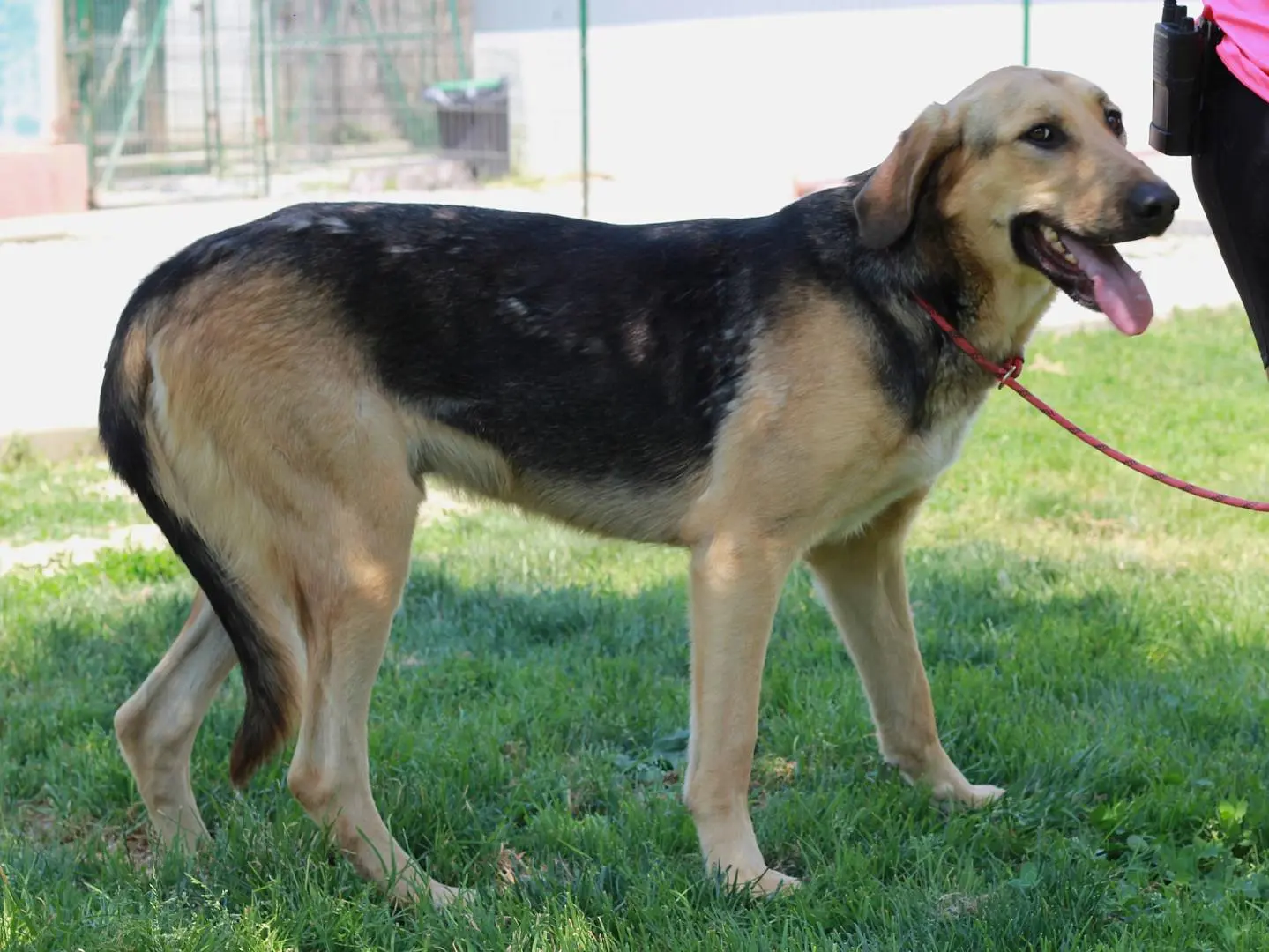 Vuoi adottare un cane a Lecco?