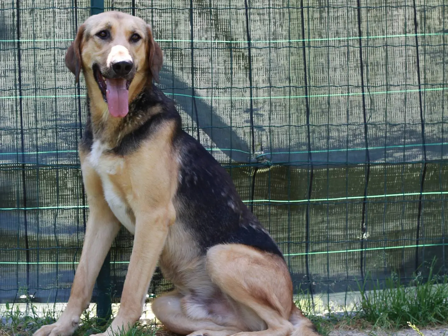 Adotta un cane, maschio, 1 anno e 6 mesi, Lecco
