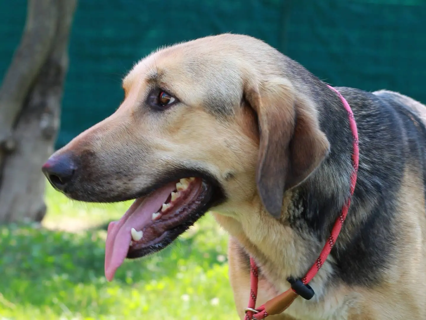 Adotta il cane Taddeo a Lecco