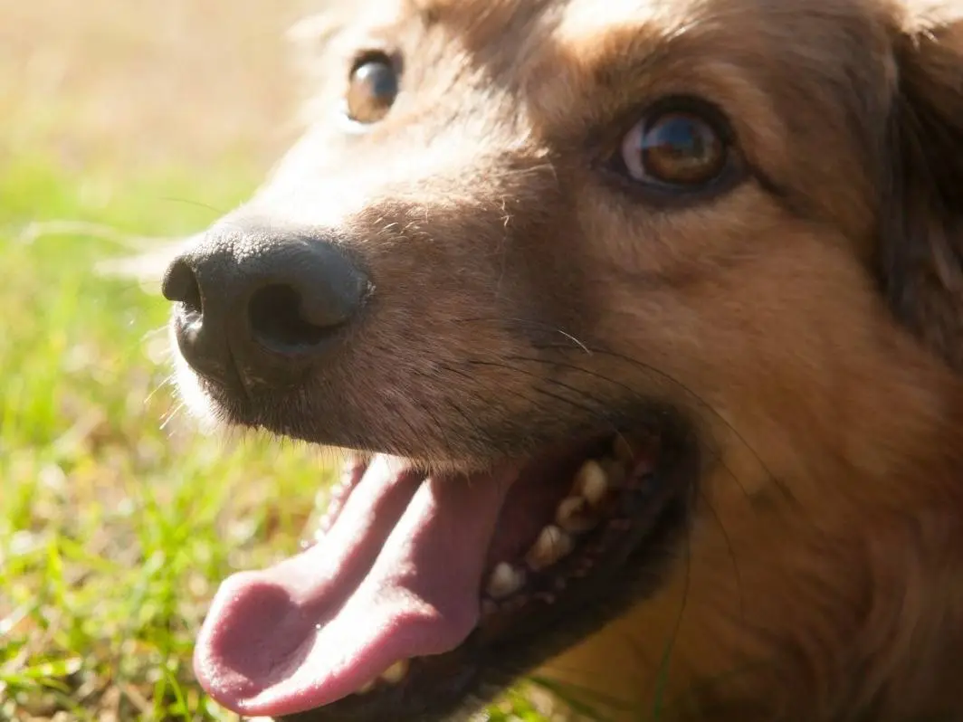 Adotta un cane, maschio, 5 anni e 5 mesi, Frosinone