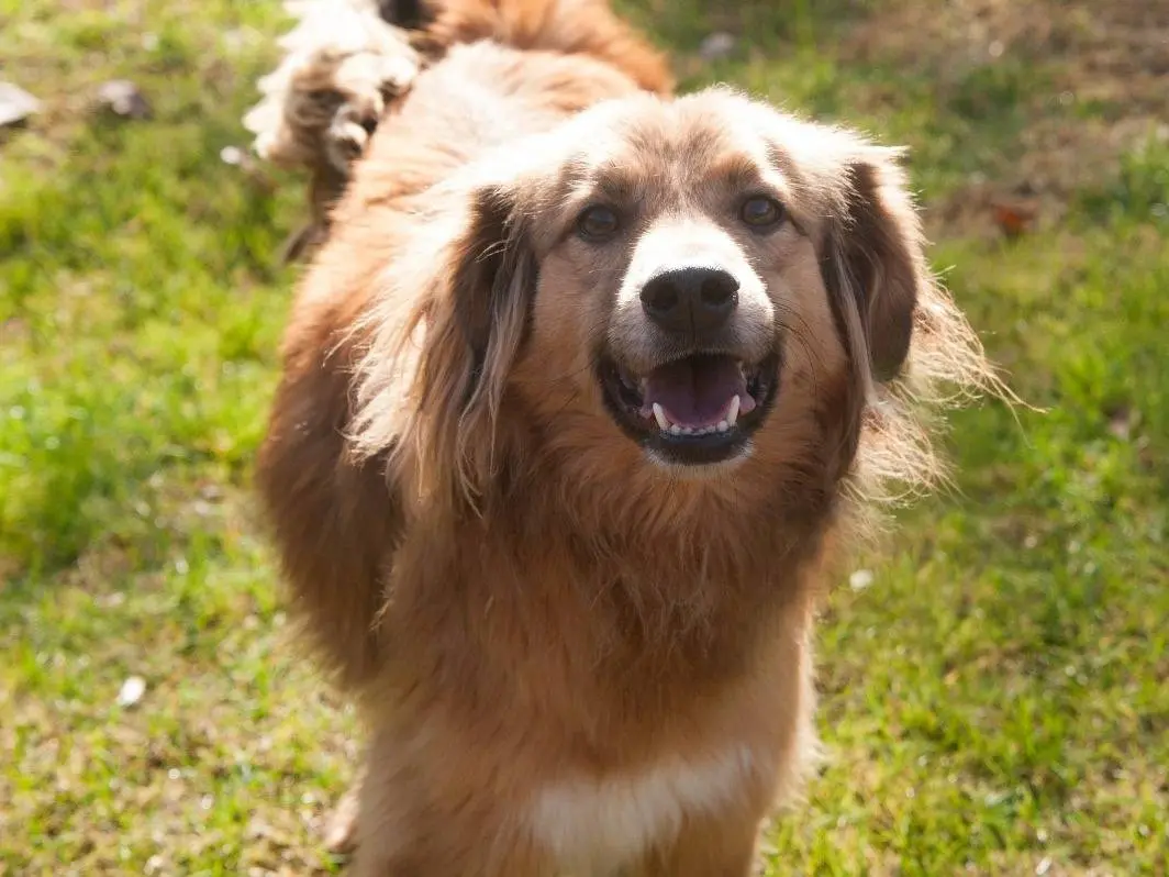 Adotta un cane, taglia media, maschio, Frosinone