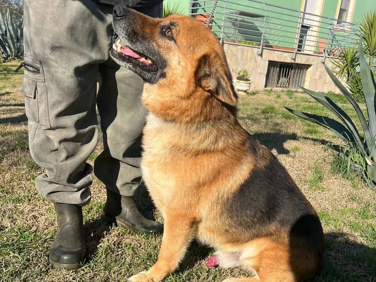 Vuoi adottare un cane a Matera?