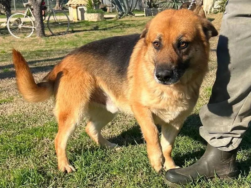 Adotta un cane, maschio, 6 anni e 9 mesi, Matera
