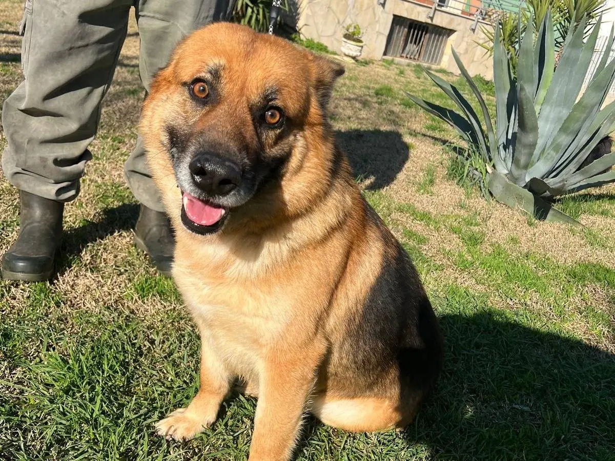 Adotta il cane Buddy a Matera