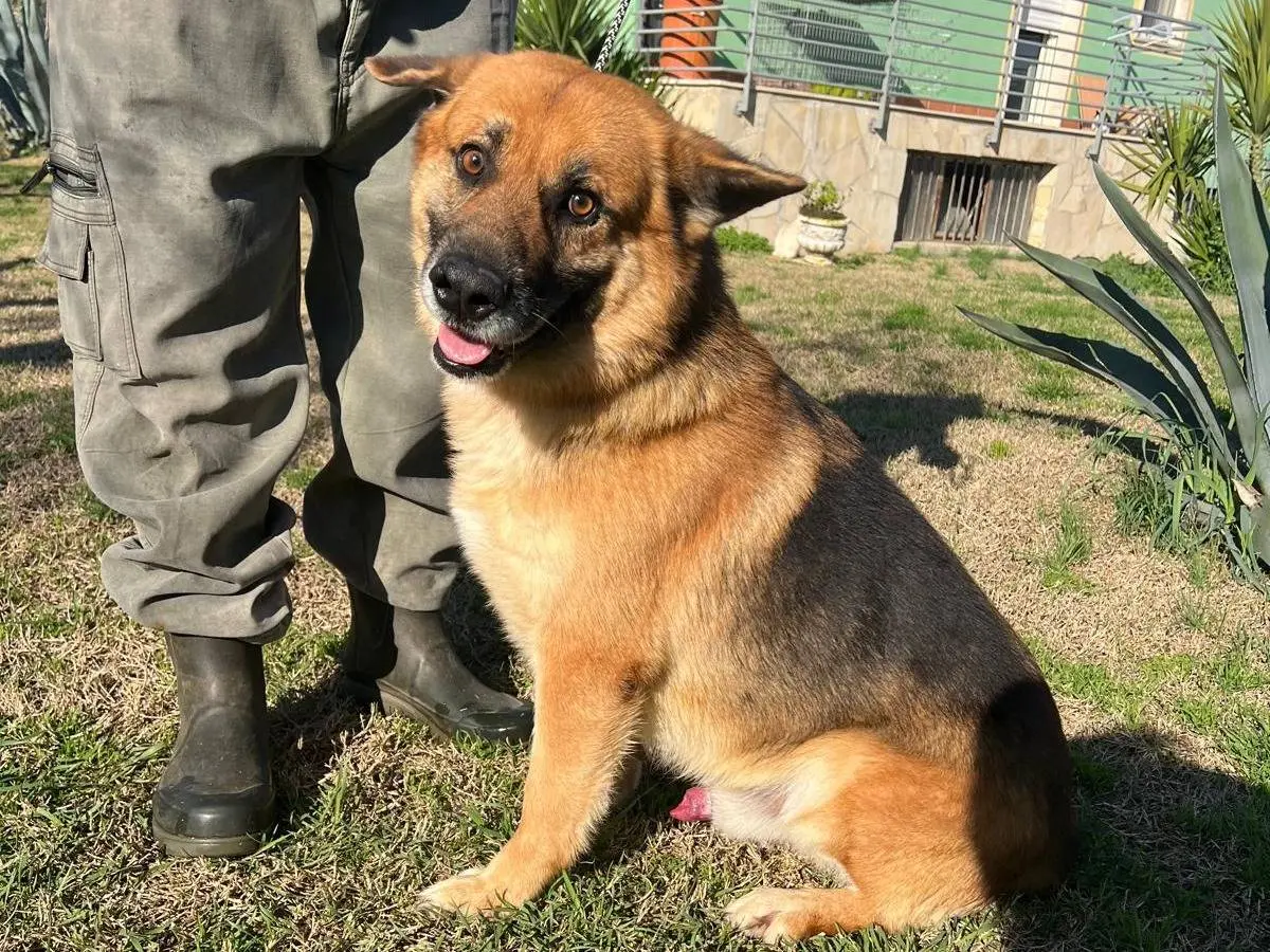 Adozione cane, maschio, Pastore tedesco Razza sconosciuta, 6 anni e 9 mesi, taglia media, Matera