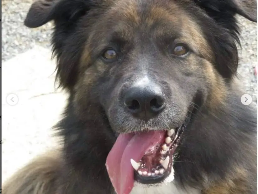 Adozione cane, maschio, meticcio, 9 anni e 11 mesi, taglia grande, Genova