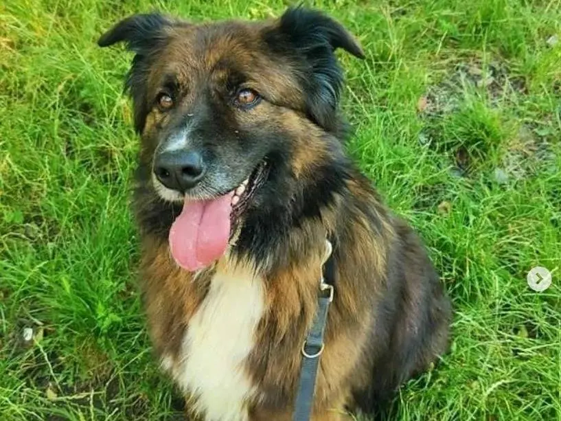 Adotta un cane, maschio, 9 anni e 11 mesi, Genova