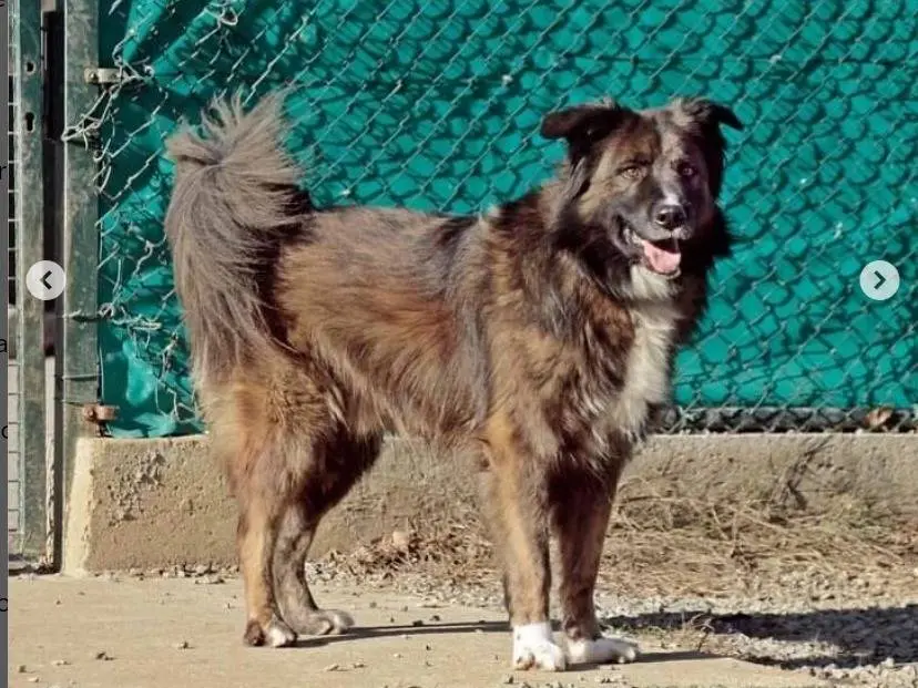 Vuoi adottare un cane a Genova?