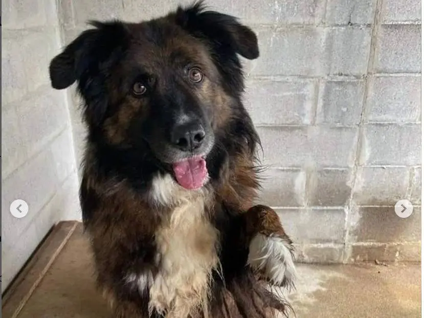 Adotta il cane Tony a Genova