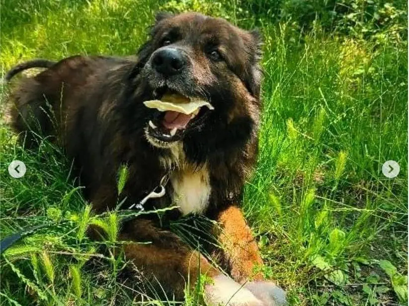 Adotta un cane, taglia grande, maschio, Genova