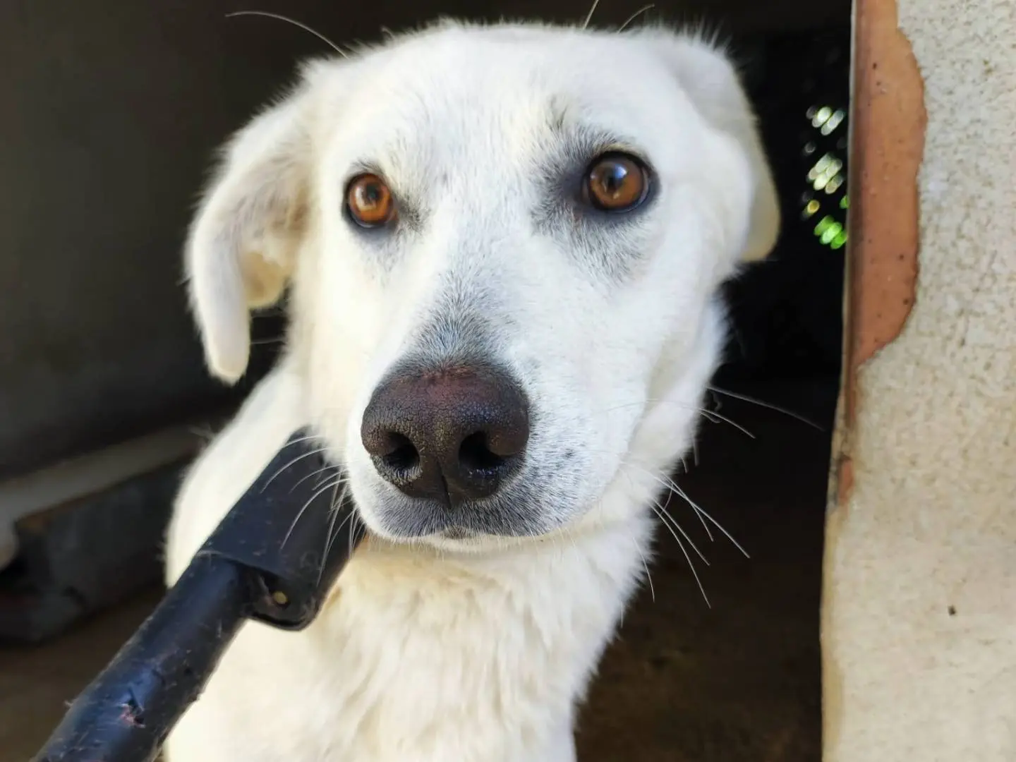 Adozione cane, femmina, Razza sconosciuta Razza sconosciuta, 3 anni, taglia media, Avellino