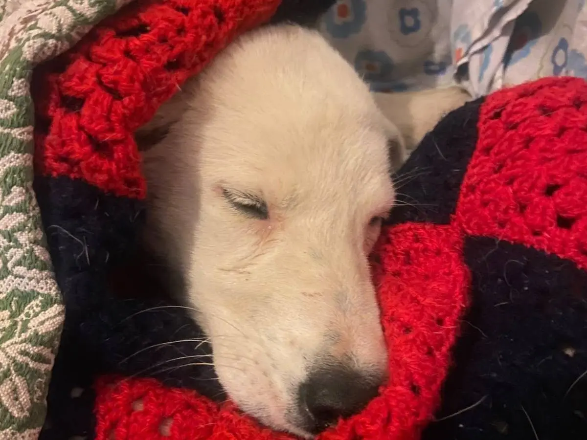 Adotta un cane, femmina, 5 mesi, Udine