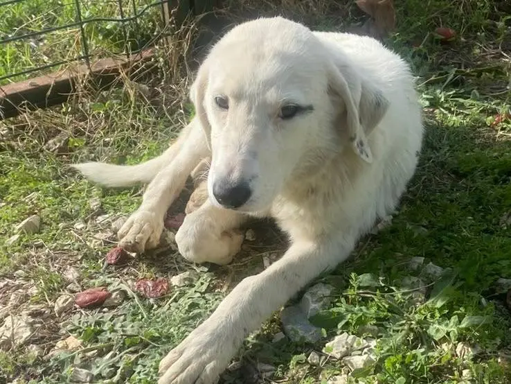 Adozione cane, femmina, Razza sconosciuta Razza sconosciuta, 5 mesi, taglia piccola, Udine