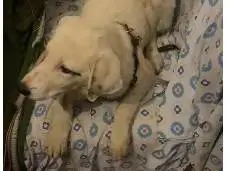 Adotta un cane, taglia piccola, femmina, Udine