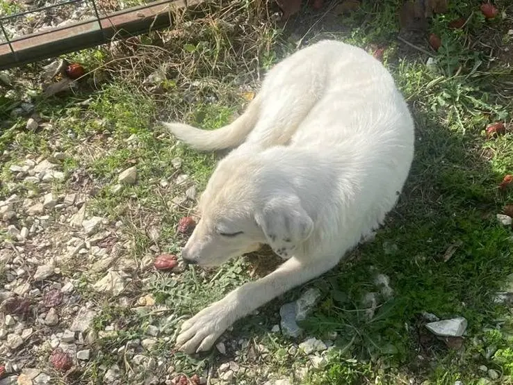 Adotta il cane Amy a Udine