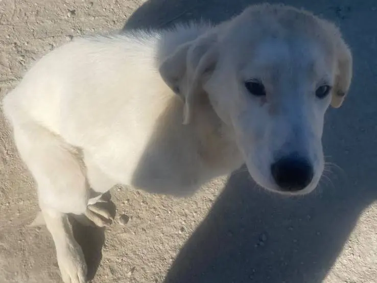 Vuoi adottare un cane a Udine?