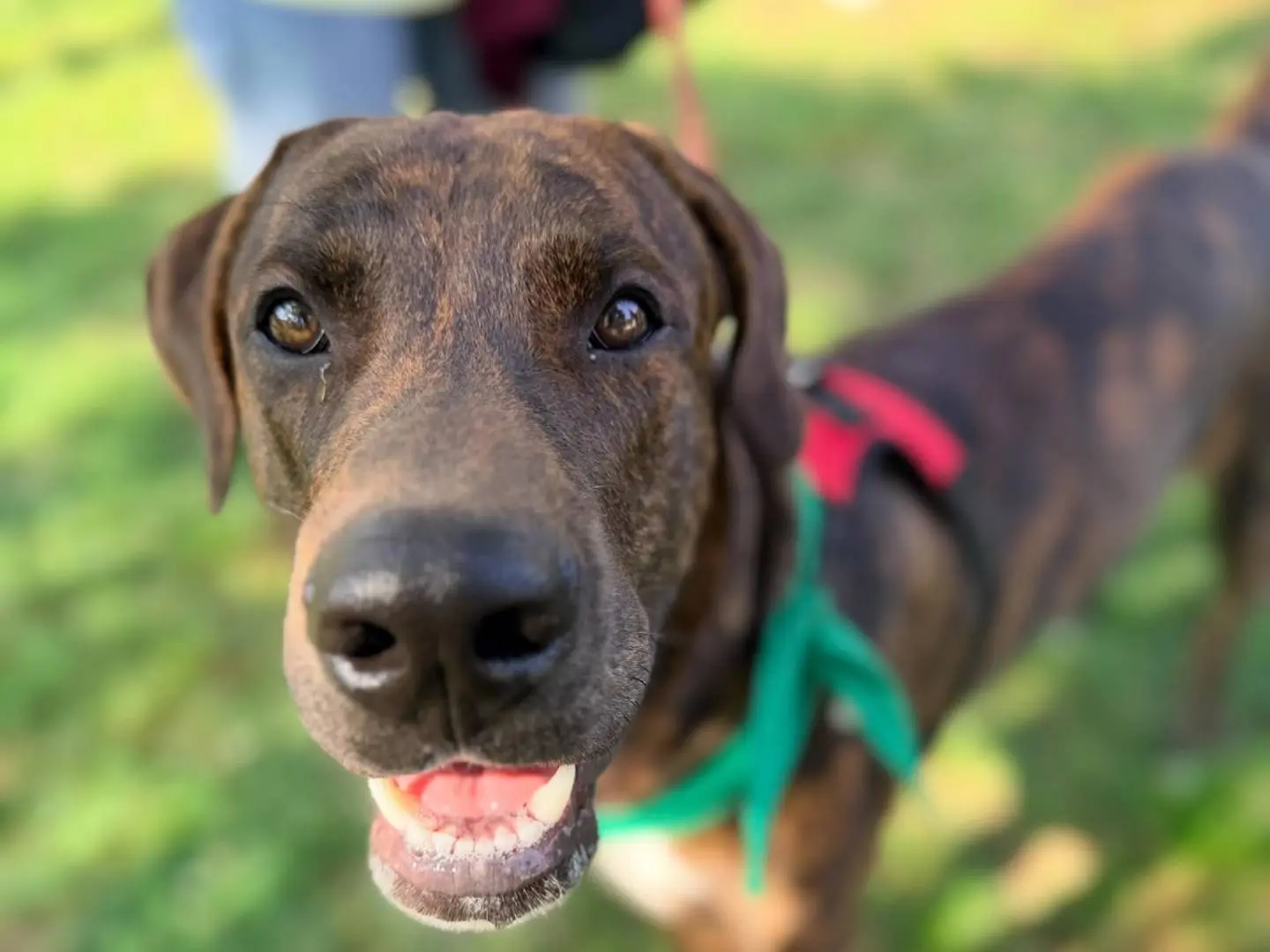 Adozione cane, maschio, Razza sconosciuta Razza sconosciuta, 1 anno e 3 mesi, taglia media, Milano