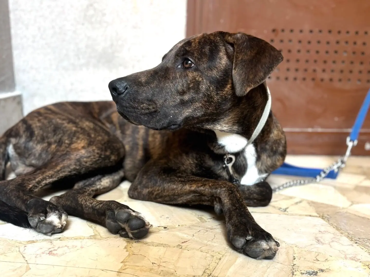 Adotta un cane, taglia media, maschio, Milano
