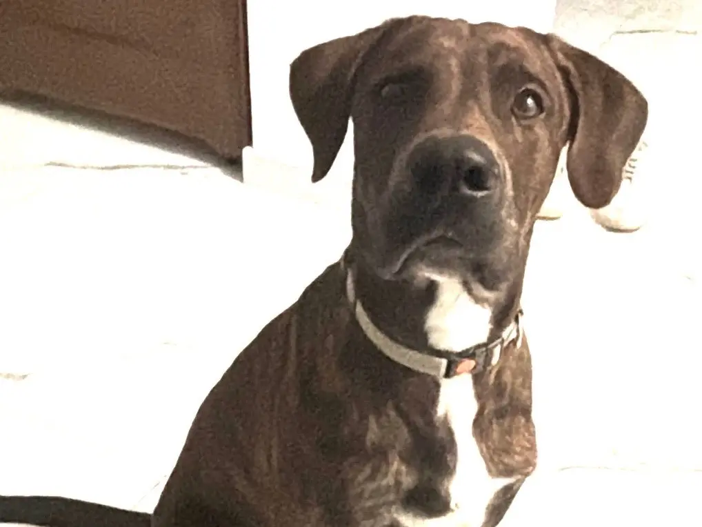 Adotta un cane, maschio, 1 anno e 3 mesi, Milano