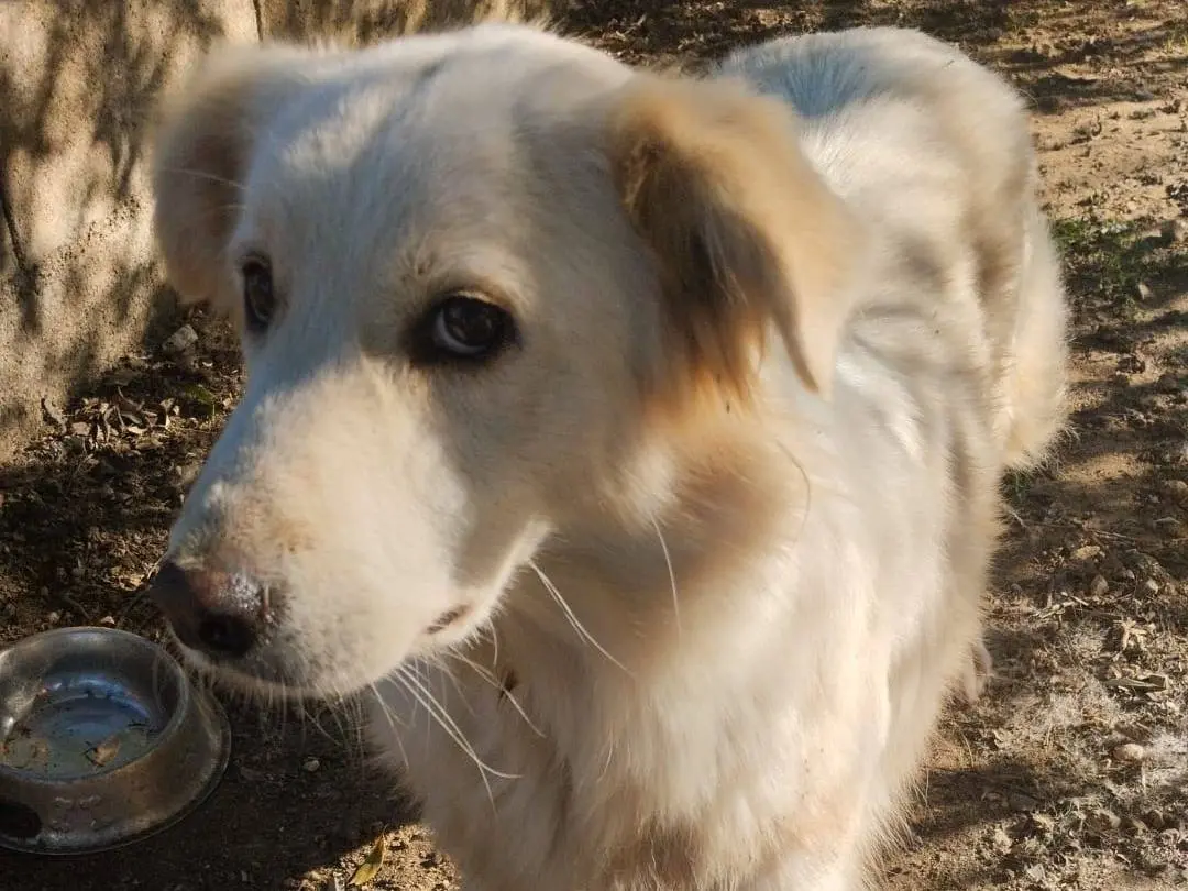 Adotta un cane, taglia media, femmina, Vibo