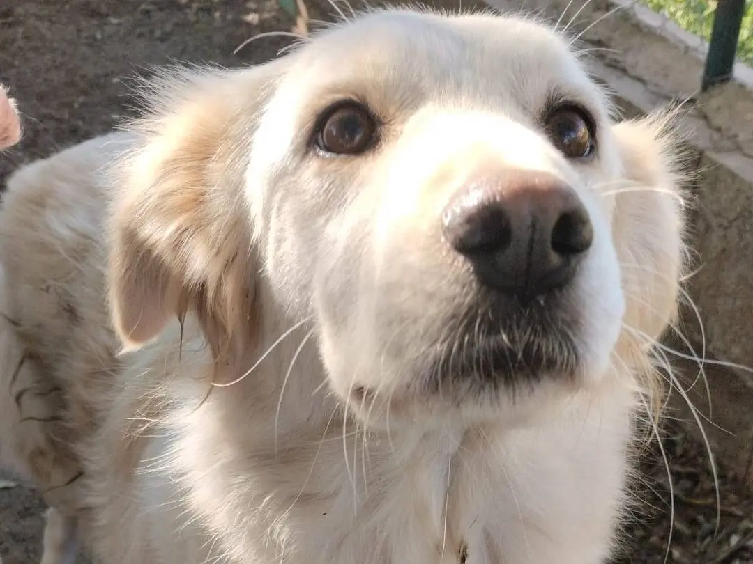 Vuoi adottare un cane a Vibo?