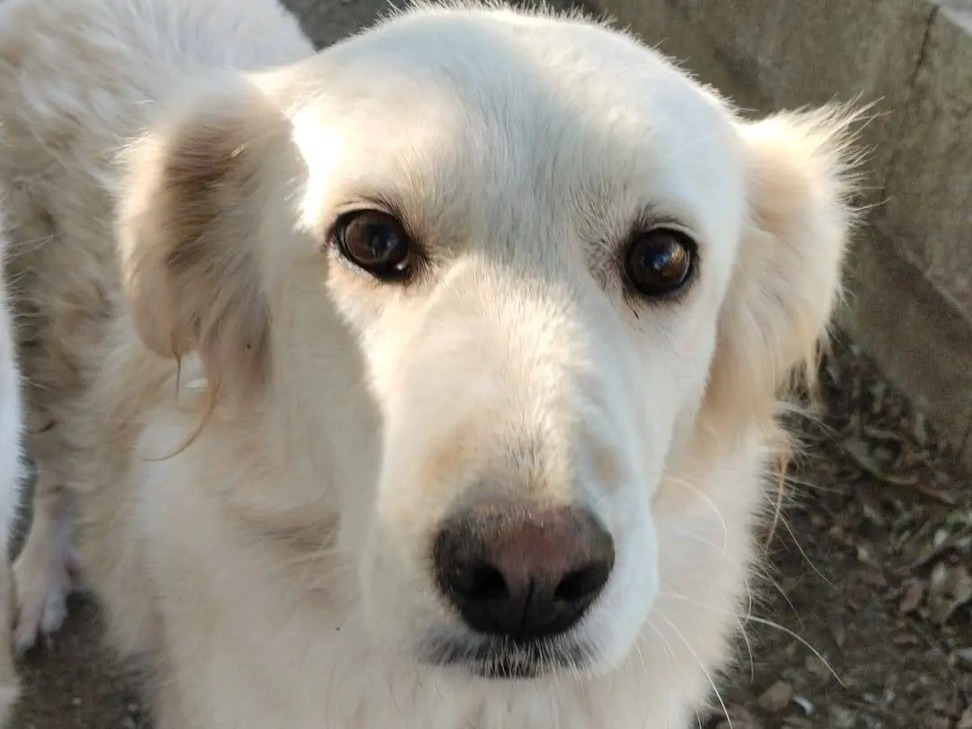 Adotta il cane SVEVA a Vibo