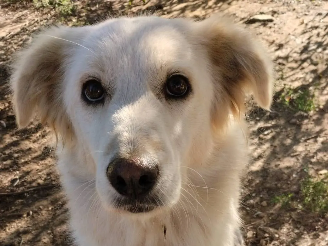 Adozione cane, femmina, Razza sconosciuta Razza sconosciuta, 5 anni e 1 mese, taglia media, Vibo