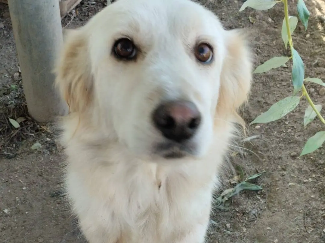 Adotta un cane, femmina, 5 anni e 1 mese, Vibo