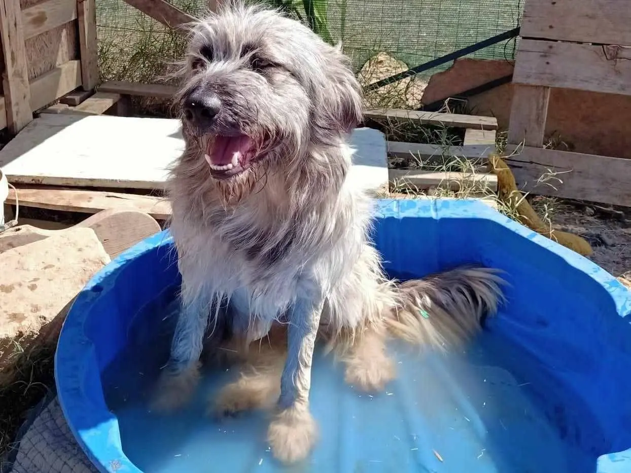Adotta un cane, taglia grande, maschio, Agrigento
