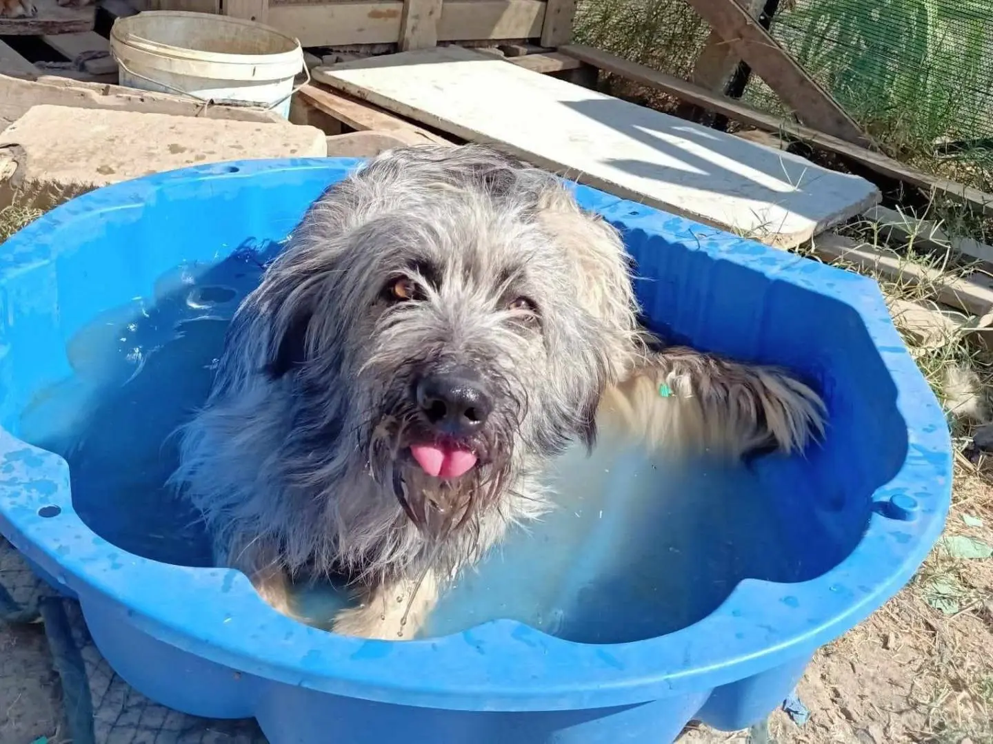 Adotta un cane, maschio, 4 anni e 6 mesi, Agrigento