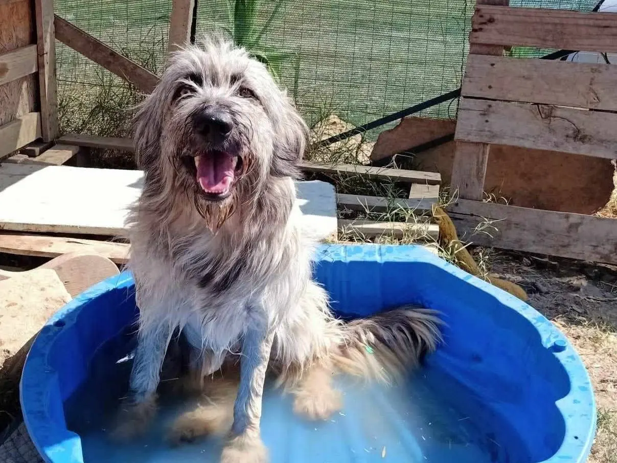 Adozione cane, maschio, meticcio, 4 anni e 6 mesi, taglia grande, Agrigento