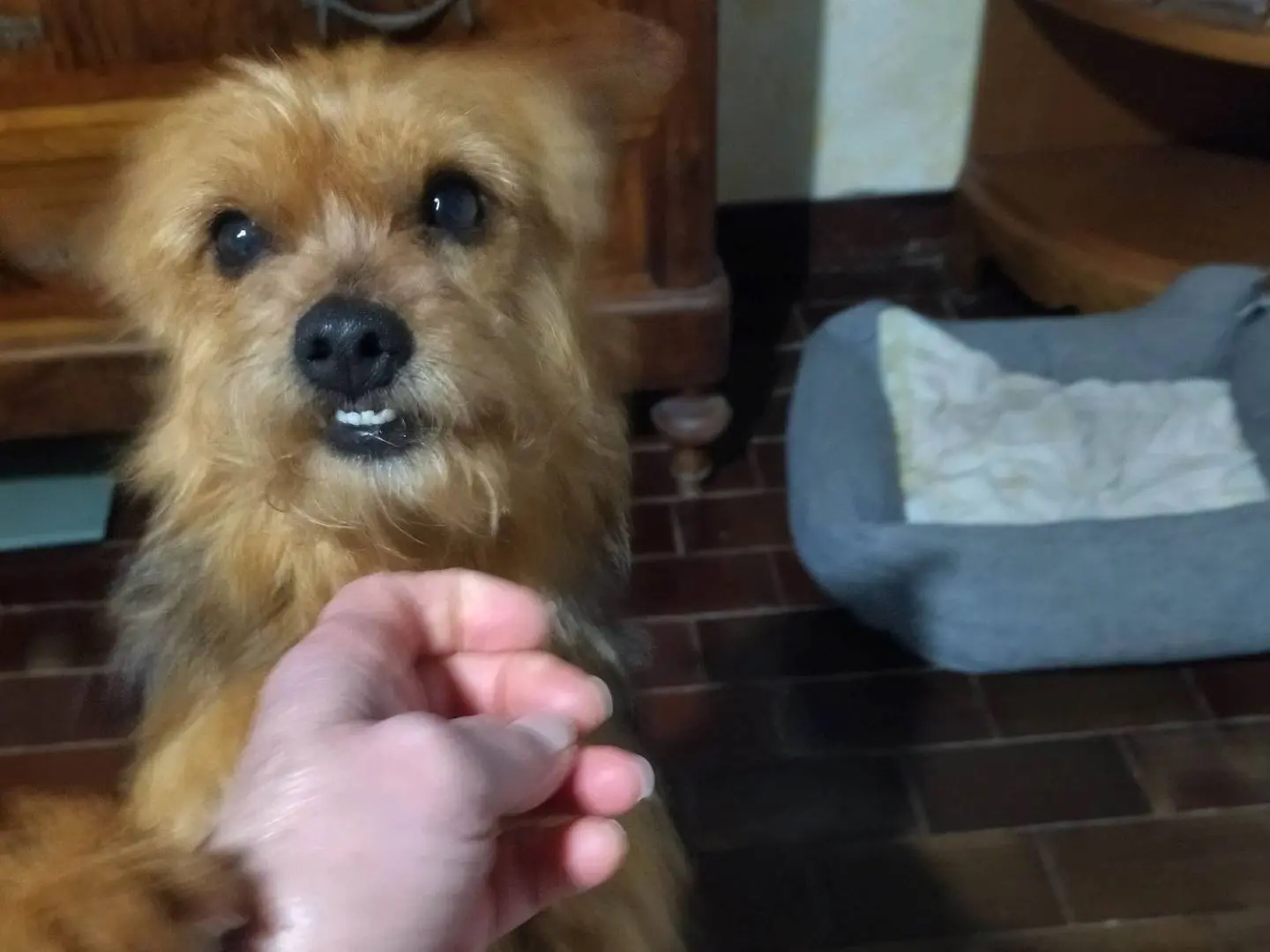 Adotta il cane Sophie a Varese