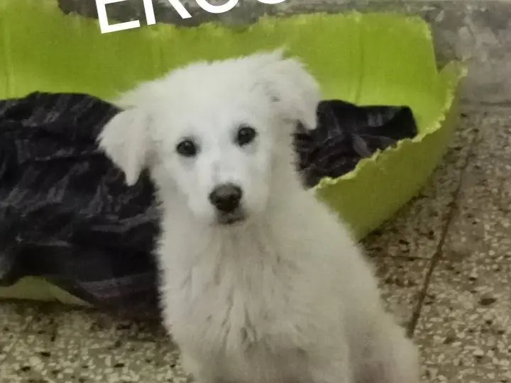 Adozione cane, maschio, Pastore maremmano Pastore maremmano, 10 mesi, taglia grande, Siracusa