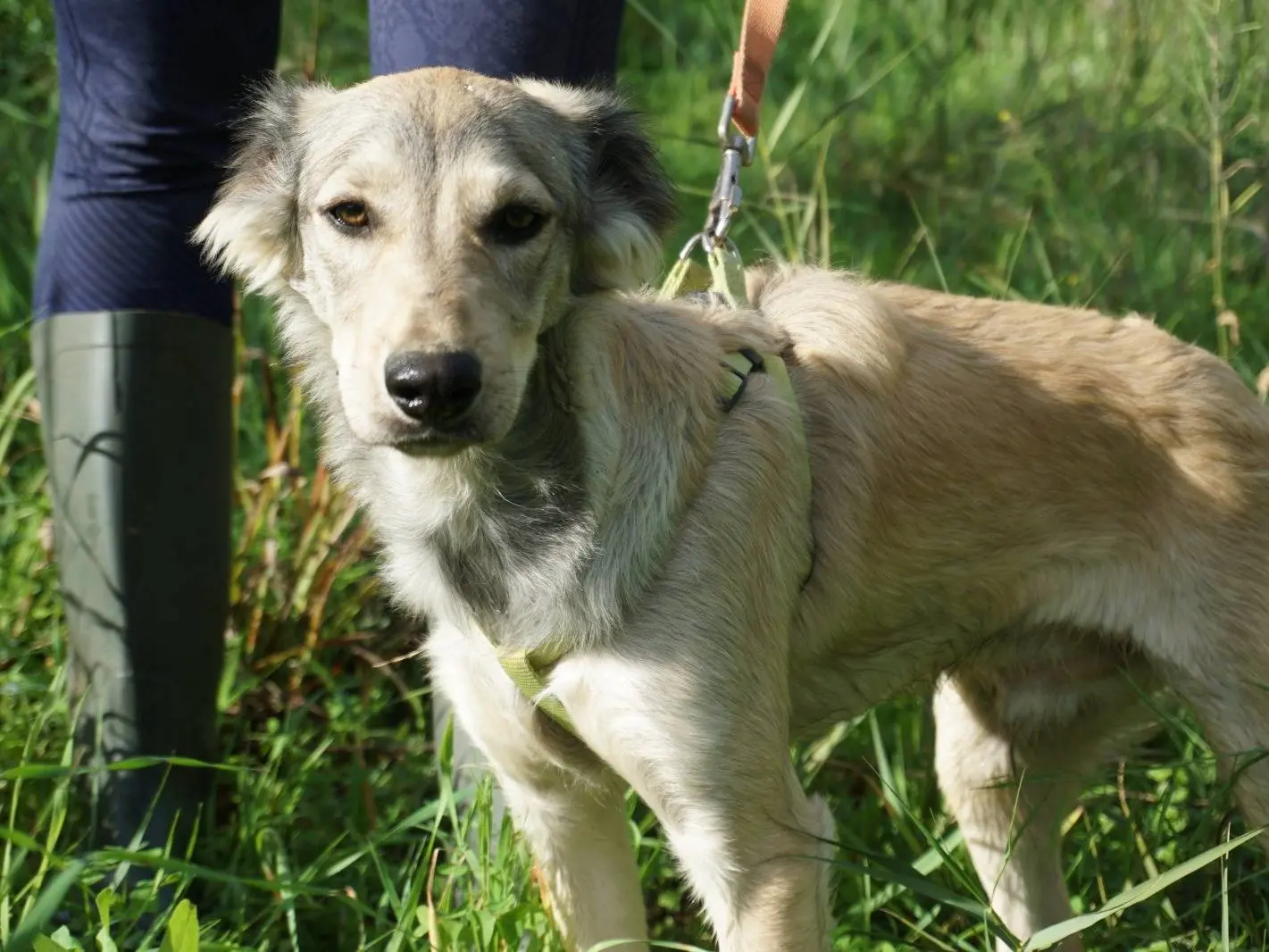 Adotta un cane, taglia media contenuta, maschio, Trapani