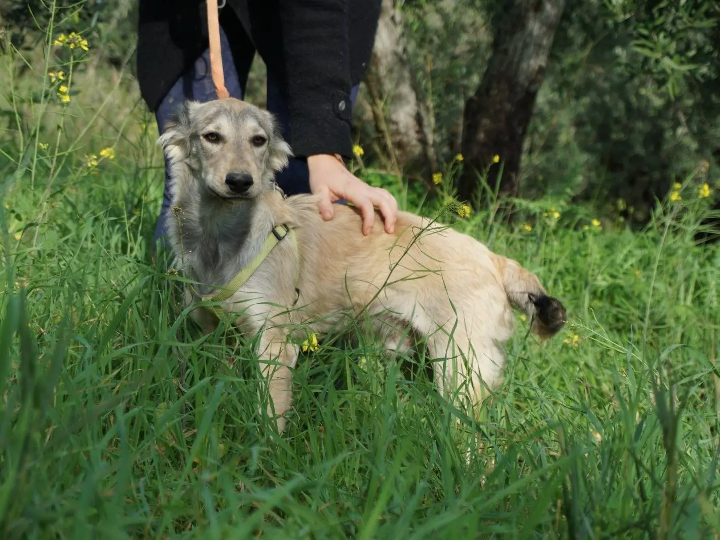 Adotta un cane, maschio, 2 anni e 3 mesi, Trapani