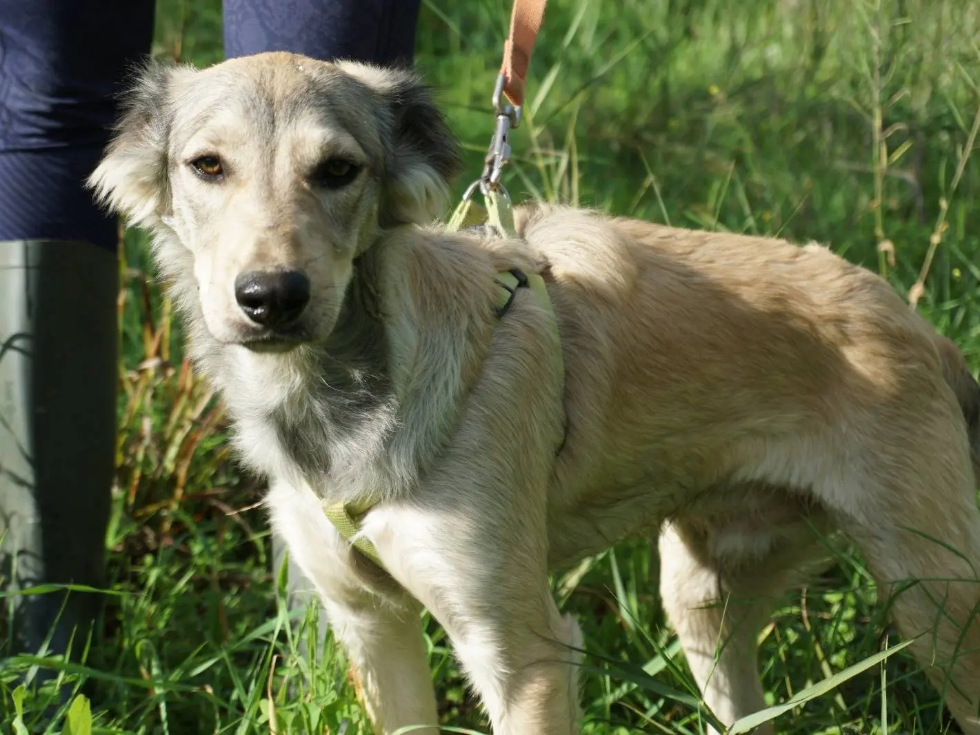 Adozione cane, maschio, Razza sconosciuta Razza sconosciuta, 2 anni e 3 mesi, taglia media contenuta, Trapani