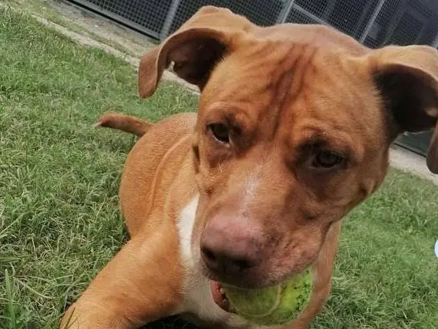 Adozione cane, maschio, Pitbull Razza sconosciuta, 9 anni e 2 mesi, taglia gigante, Novara