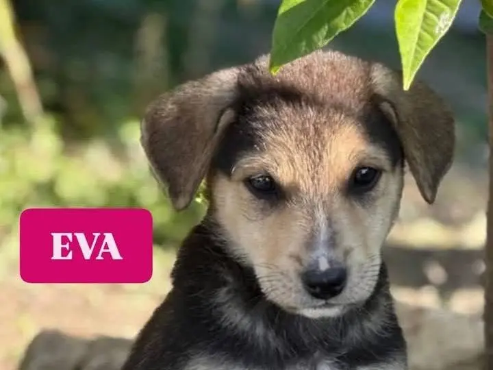 Adozione cane, femmina, Razza sconosciuta Razza sconosciuta, 11 mesi, taglia media, Siracusa