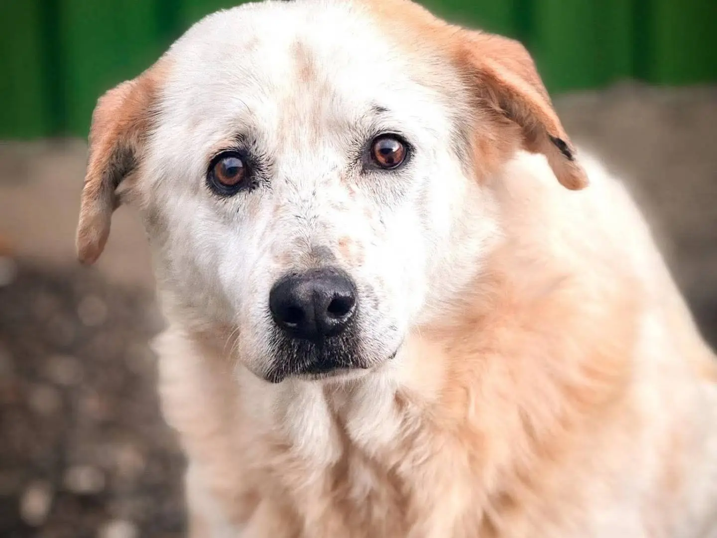 Adozione cane, maschio, Razza sconosciuta Razza sconosciuta, 6 anni e 2 mesi, taglia media, Crotone